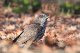 <p>JESTŔÁB LESNÍ (Accipiter gentilis) v LP /Northern goshawk - Habicht</p>